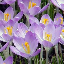 crocus2
